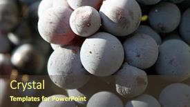  Presentation with plantation - Amazing slide deck having blue pinot noir grapes - malbec grape plantation backdrop and a tawny brown colored foreground