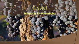  Presentation with grape - PPT theme consisting of blue pinot noir grapes - malbec grape plantation background and a tawny brown colored foreground
