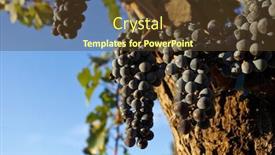  Presentation with plantation - Slide deck with blue pinot noir grapes - malbec grape plantation background and a tawny brown colored foreground