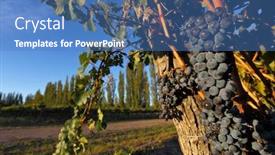  Presentation with plantation - Amazing PPT theme having blue pinot noir grapes - malbec grape plantation backdrop and a teal colored foreground