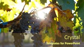  Presentation with plantation - PPT theme with blue pinot noir grapes - malbec grape plantation background and a tawny brown colored foreground
