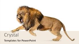  Presentation with male lion - Presentation theme enhanced with male-adult-lion-panthera-leo background and a coral colored foreground