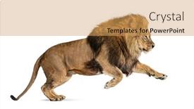  Presentation with male lion - Slide deck consisting of male-adult-lion-panthera-leo background and a yellow colored foreground