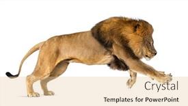  Presentation with male lion - Slide deck having male-adult-lion-panthera-leo background and a lemonade colored foreground