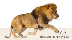  Presentation with male lion - Theme consisting of male-adult-lion-panthera-leo background and a  colored foreground