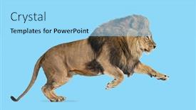  Presentation with male lion - PPT layouts with male-adult-lion-panthera-leo background and a arctic colored foreground