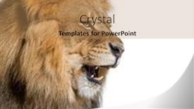  Presentation with male lion - Presentation theme enhanced with male-adult-lion-roaring background and a coral colored foreground