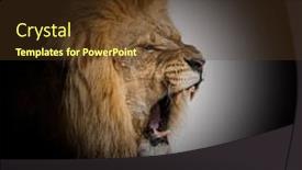  Presentation with male lion - Theme featuring male-adult-lion-roaring background and a tawny brown colored foreground
