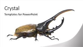  Presentation with hercules - Theme consisting of male adulte hercules beetle dynastes background and a white colored foreground