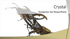  Presentation with hercules - Presentation theme consisting of male adulte hercules beetles fighting background and a white colored foreground