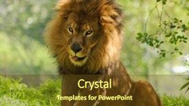  Presentation with male lion - Theme featuring male african lion getting up background and a tawny brown colored foreground