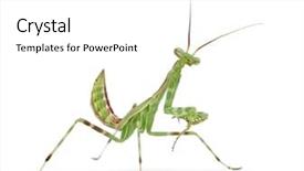  Presentation with african fabric - Colorful PPT theme enhanced with male african pinstripe mantis - miomantis backdrop and a white colored foreground