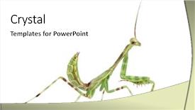  Presentation with african - Cool new presentation with male african pinstripe mantis - miomantis backdrop and a white colored foreground