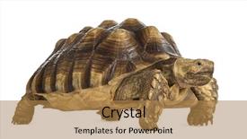  Presentation with tortoise - Cool new slide deck with male african spurred tortoise 4 backdrop and a coral colored foreground