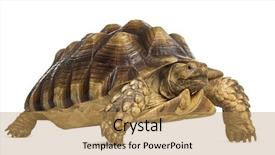  Presentation with tortoise - Slide set enhanced with male african spurred tortoise 4 background and a yellow colored foreground
