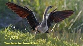  Presentation with american - Slide deck with male-american-anhinga-anhinga-anhinga background and a tawny brown colored foreground