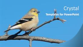  Presentation with winter blue - Beautiful presentation featuring male american goldfinch in winter plumage in an oak tree against clear blue winter sky backdrop and a teal colored foreground