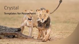  Presentation with lions - PPT layouts consisting of male-and-female-african-lions background and a coral colored foreground