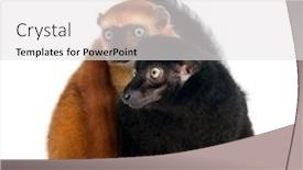  Presentation with black female - PPT theme having male-and-female-blue-eyed background and a white colored foreground