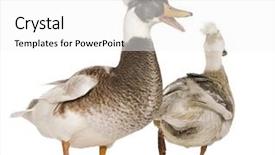  Presentation with female - Slide deck consisting of male and female crested ducks background and a white colored foreground