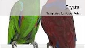  Presentation with parrots - Presentation theme with male and female eclectus parrots background and a light gray colored foreground