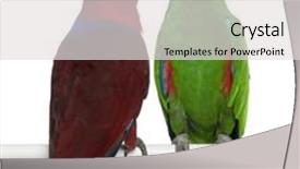  Presentation with parrots - Audience pleasing presentation design consisting of male and female eclectus parrots backdrop and a light gray colored foreground