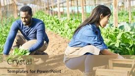  Presentation with spinach - PPT theme consisting of male-and-female-farmers-harvesting background and a coral colored foreground