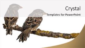  Presentation with white house - Audience pleasing presentation theme consisting of male and female house sparrows backdrop and a white colored foreground