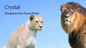  Presentation with male lion - Amazing theme having male and female lion backdrop and a light blue colored foreground
