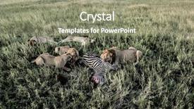  Presentation with lions - Presentation theme having female lions eating zebras background and a gray colored foreground