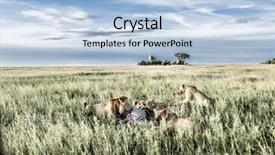  Presentation with lions - PPT theme consisting of female lions eating zebras background and a light blue colored foreground