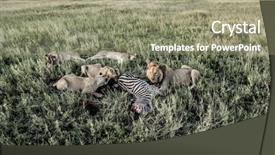  Presentation with lions - Presentation theme with female lions eating zebras background and a gray colored foreground