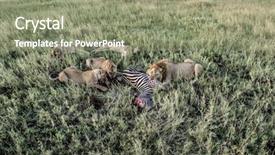  Presentation with lions - Presentation design having female lions eating zebras background and a seafoam green colored foreground