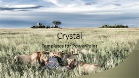  Presentation with lions - Colorful presentation theme enhanced with female lions eating zebras backdrop and a mint green colored foreground