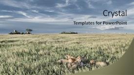 Presentation with lions - Beautiful presentation featuring female lions eating zebras backdrop and a light blue colored foreground