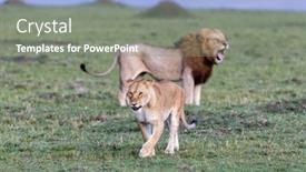  Presentation with lions - Slides having male-and-female-lions-panthera background and a gray colored foreground