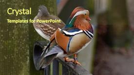  Presentation with duck - Slides having male and female mandarin duck background and a tawny brown colored foreground