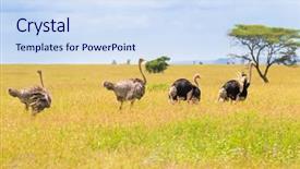  Presentation with serengeti africa - Theme featuring male and female ostrich birds background and a sky blue colored foreground