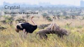  Presentation with pair - Theme with male-and-female-ostrich-pair background and a light blue colored foreground