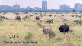  Presentation with pair - Presentation theme featuring male-and-female-ostrich-pair background and a coral colored foreground