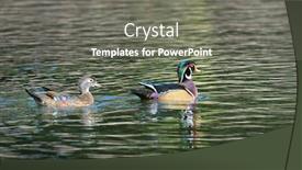  Presentation with pair - Amazing slide deck having male and female pair of wood ducks aix sponsa in a pond with reflection backdrop and a gray colored foreground