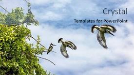  Presentation with lake fish - Theme having male-and-female-pied-kingfishers background and a light blue colored foreground