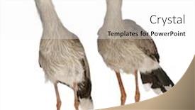  Presentation with female - Presentation theme enhanced with male-and-female-red-legged background and a white colored foreground