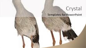  Presentation with female - Colorful presentation theme enhanced with male-and-female-red-legged backdrop and a white colored foreground