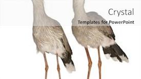  Presentation with female - Cool new presentation theme with male-and-female-red-legged backdrop and a white colored foreground