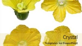  Presentation with ash gourd - PPT layouts with male and female winter gourd background and a yellow colored foreground