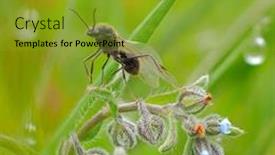  Presentation with ant - PPT layouts having male-ant-with-wings-ready background and a gold colored foreground