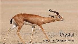  Presentation with give me that mountain - Amazing presentation design having male arabian mountain gazelle gazella backdrop and a coral colored foreground