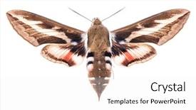  Presentation with hawk - PPT layouts featuring male bedstraw hawk-moth hyles background and a white colored foreground