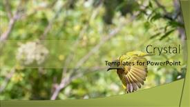 Presentation with woven - Beautiful slides featuring male-black-headed-weaver-bird backdrop and a yellow colored foreground